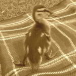 cropped-pflegegeld-info-icon-sepia.jpg
